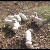 Playing in the leaves!