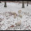 Playtime in the snow!