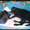 Sheba & her pups